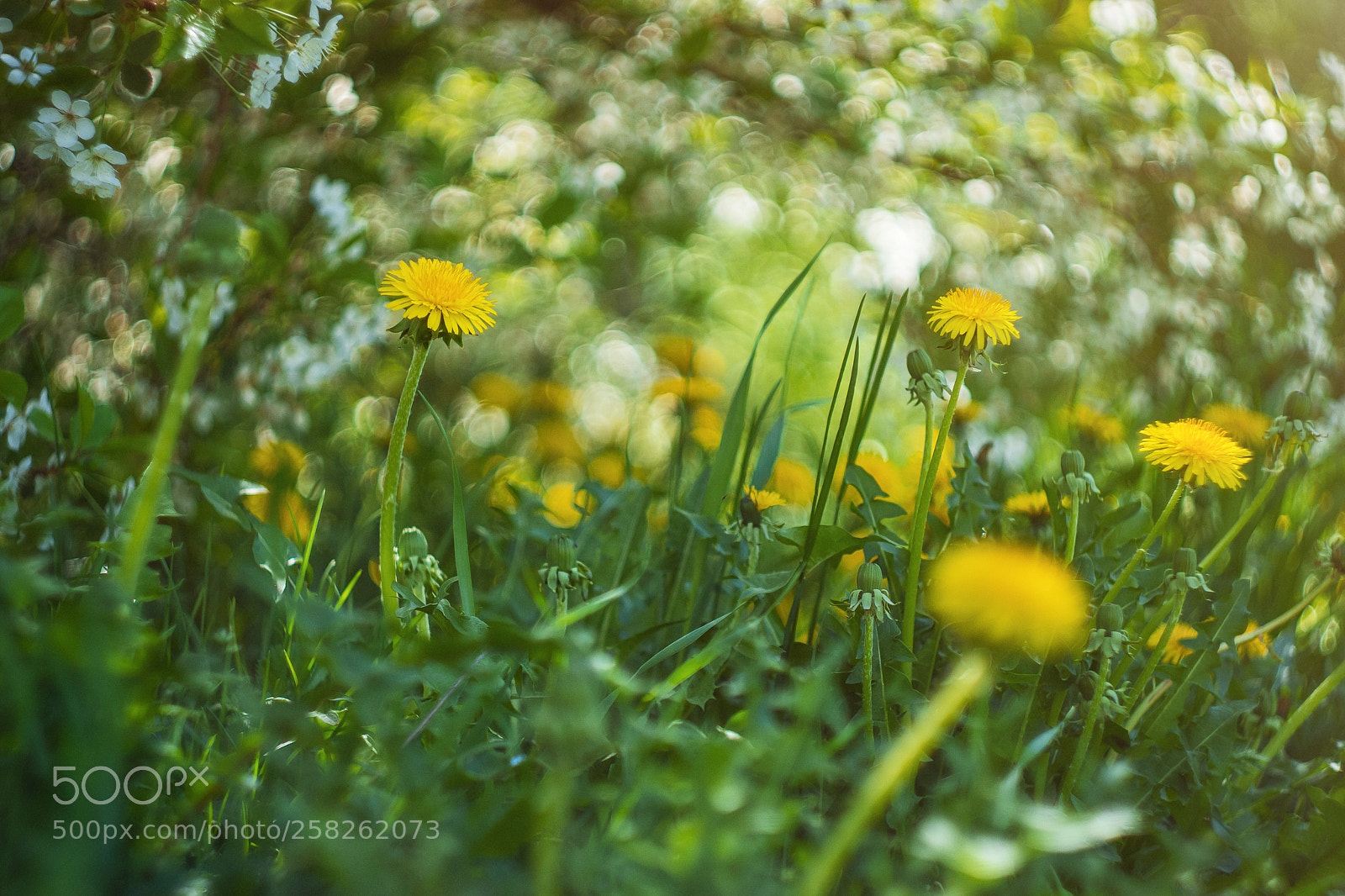 Sony SLT-A65 (SLT-A65V) sample photo. Dandelion photography