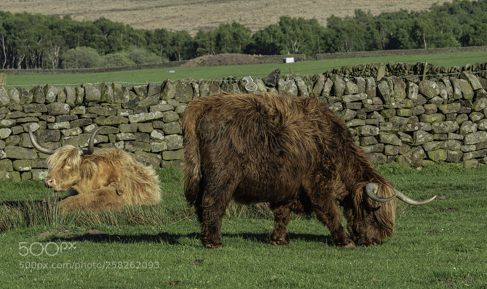 Olympus OM-D E-M5 II sample photo. Highland cattle grazing photography