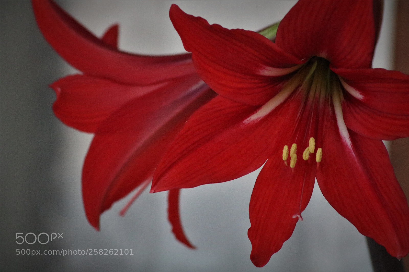 Canon EOS 750D (EOS Rebel T6i / EOS Kiss X8i) sample photo. Flower red photography