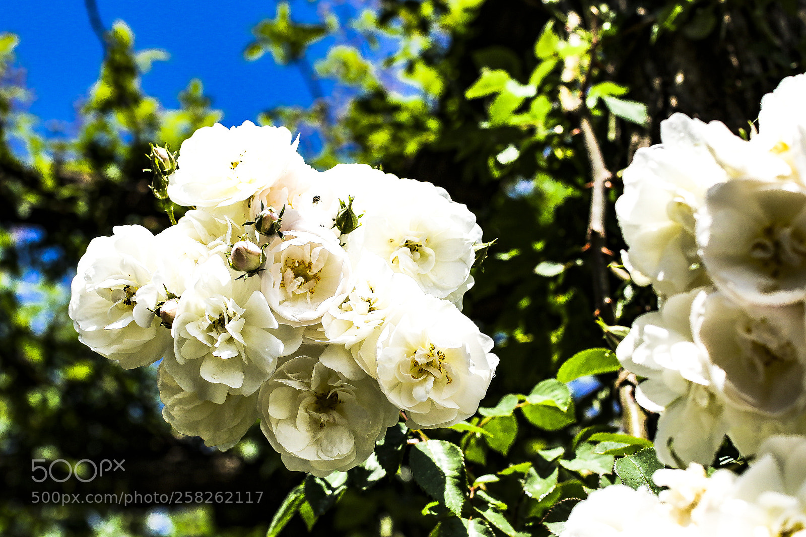 Canon EOS 7D Mark II sample photo. M s que una photography