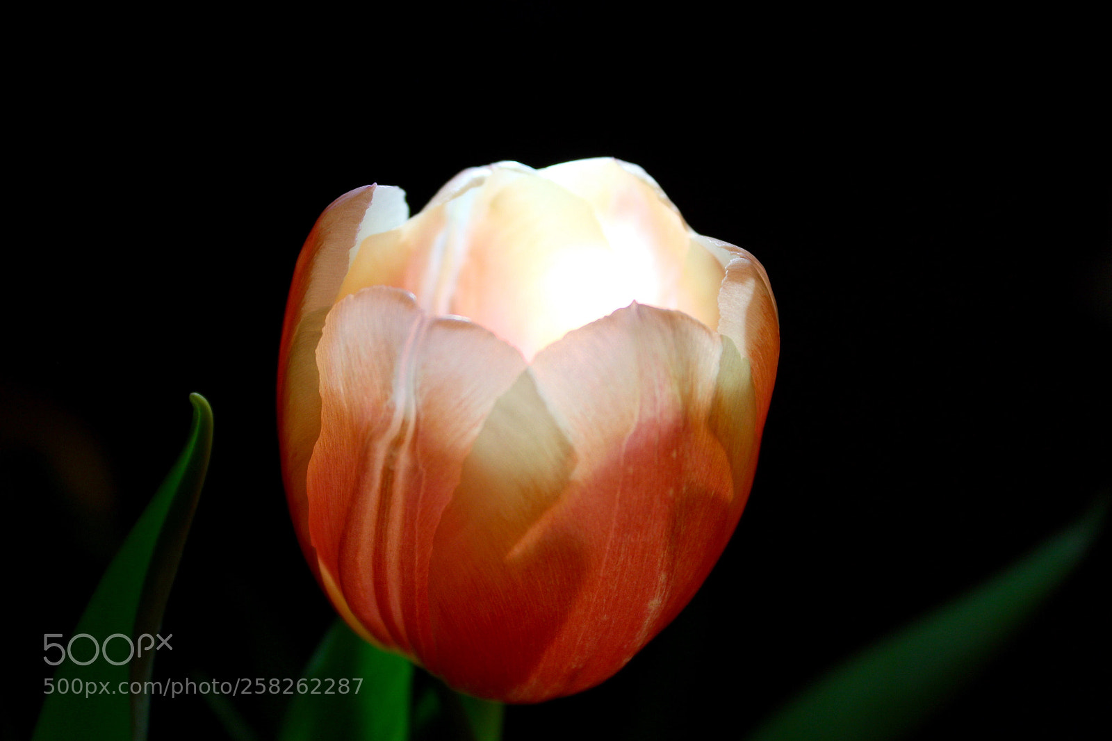 Canon EOS 600D (Rebel EOS T3i / EOS Kiss X5) sample photo. Beauty photography