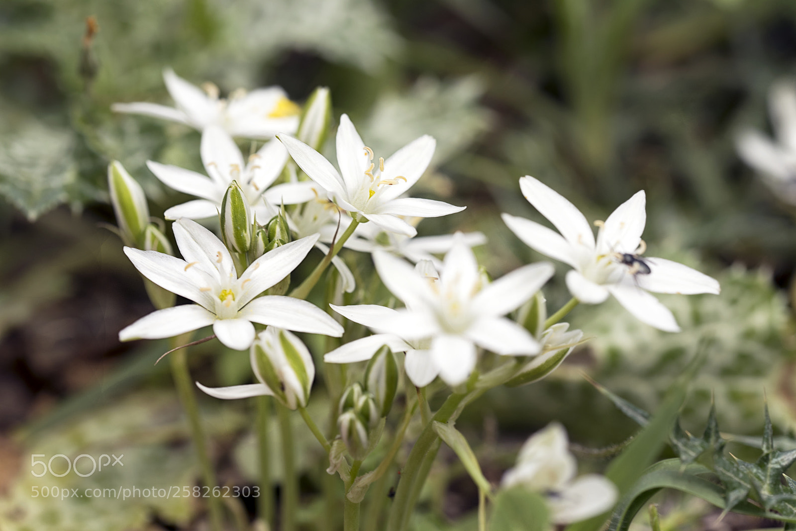 Nikon D810 sample photo. White winter photography