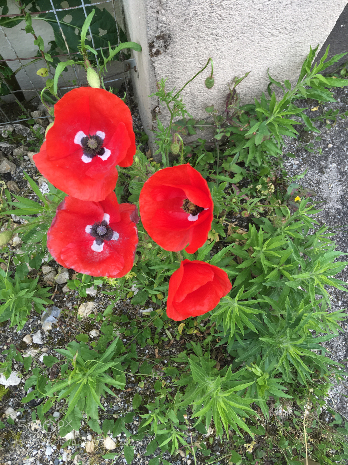 Apple iPhone SE sample photo. Untitled photography