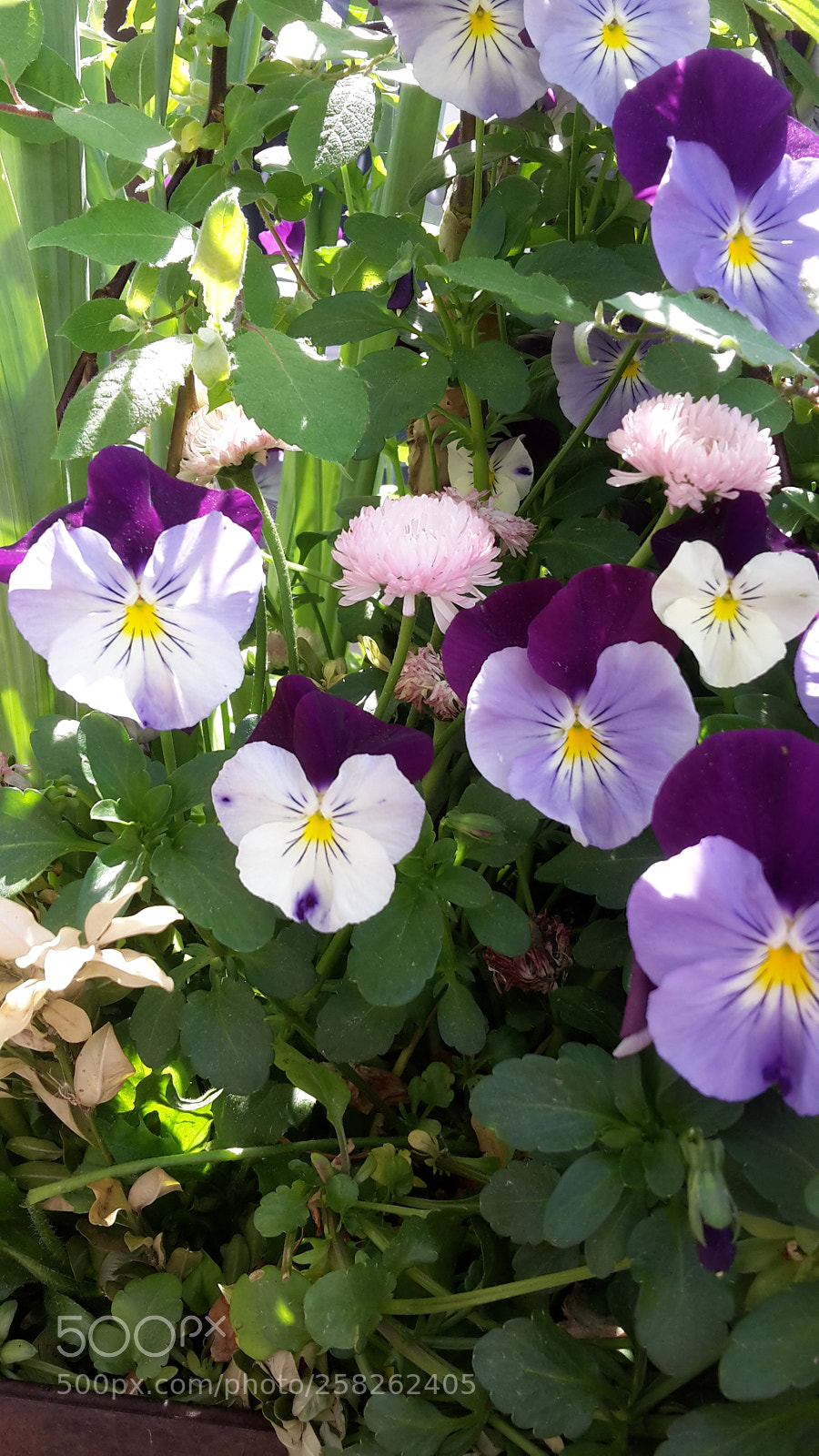 Samsung Galaxy S5 Mini sample photo. A bunch of pansies photography