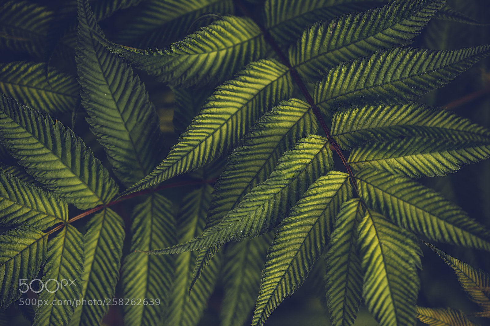 Sony a7 II sample photo. Texture photography