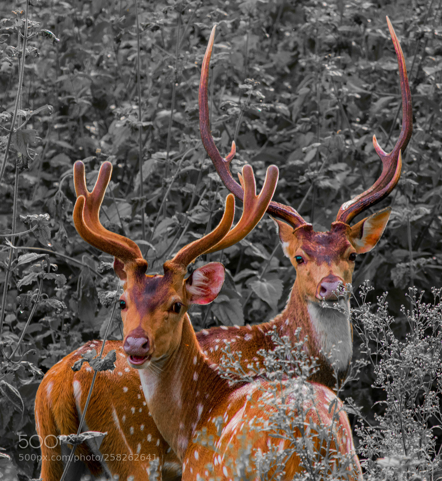 Nikon D5500 sample photo. Barasingha deer kabini forest photography