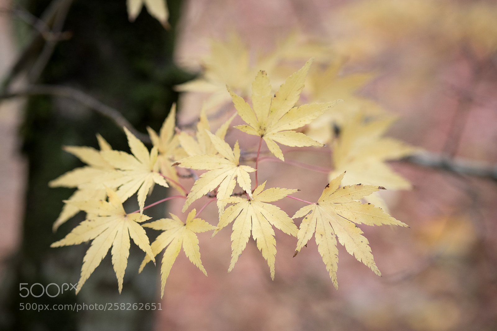 Fujifilm X-T2 sample photo. Light yellow photography