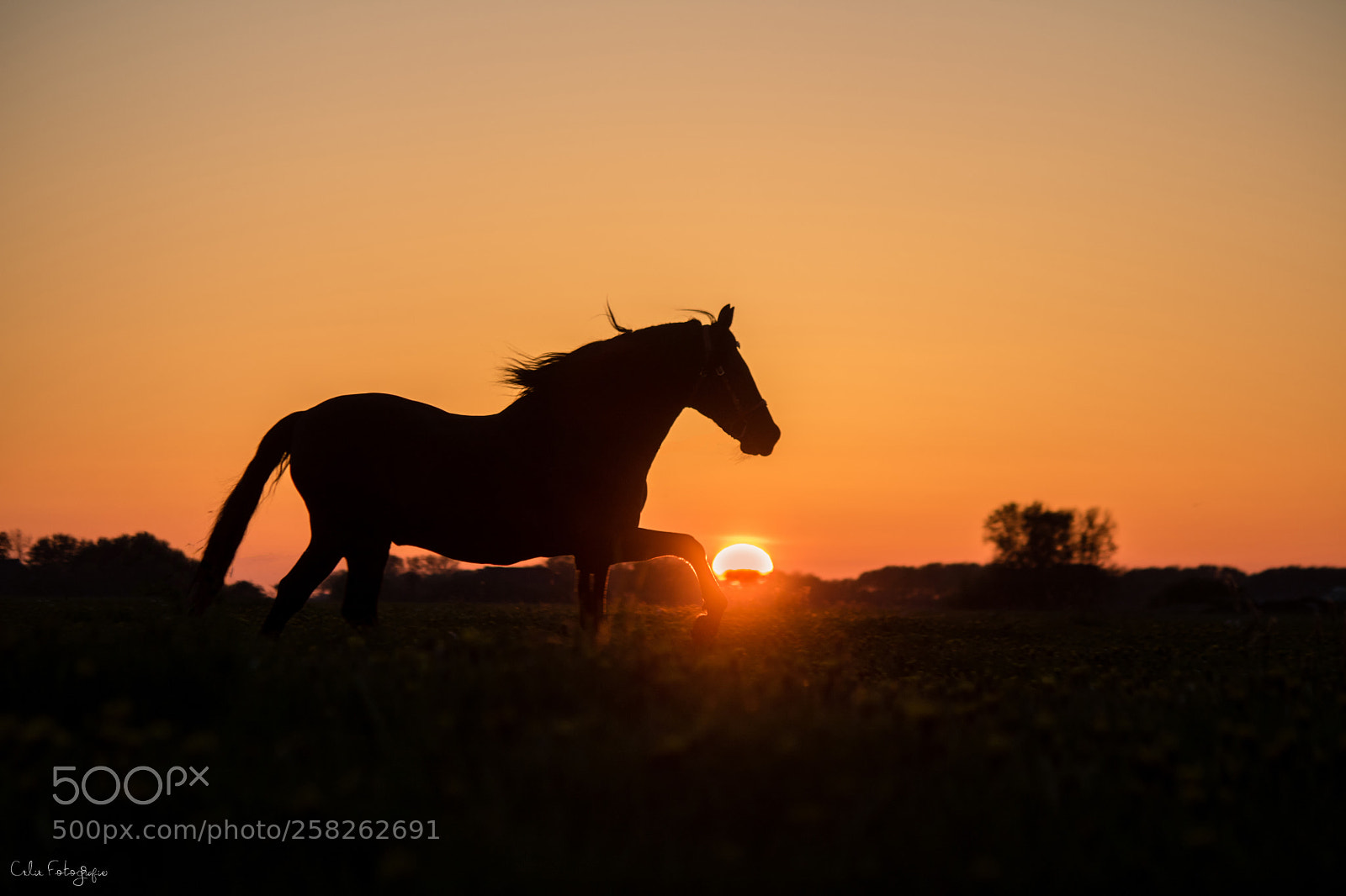 Canon EOS 750D (EOS Rebel T6i / EOS Kiss X8i) sample photo. Horse photography
