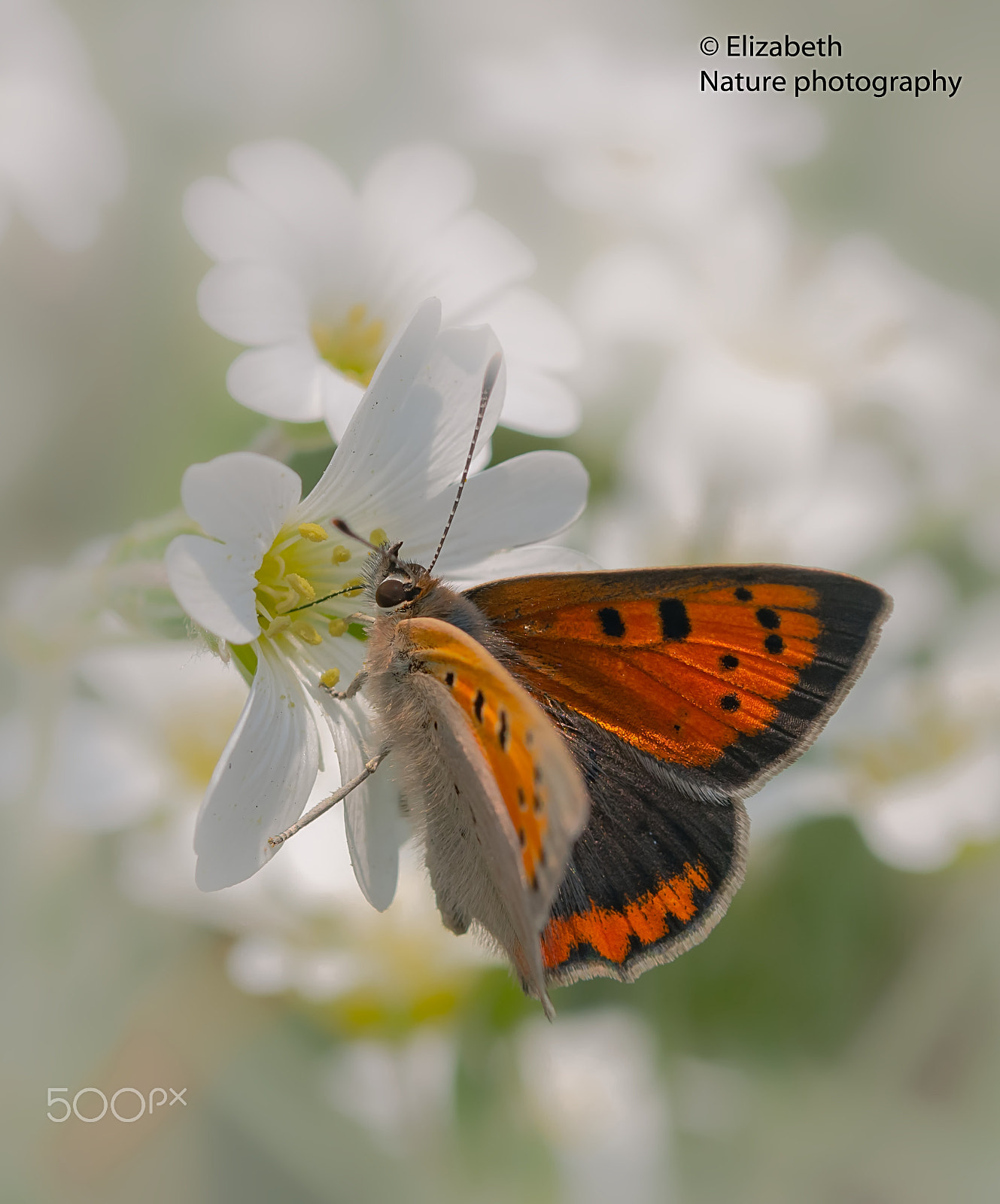 Sigma 105mm F2.8 EX DG OS HSM sample photo. Small copper feeding at field chickweed photography