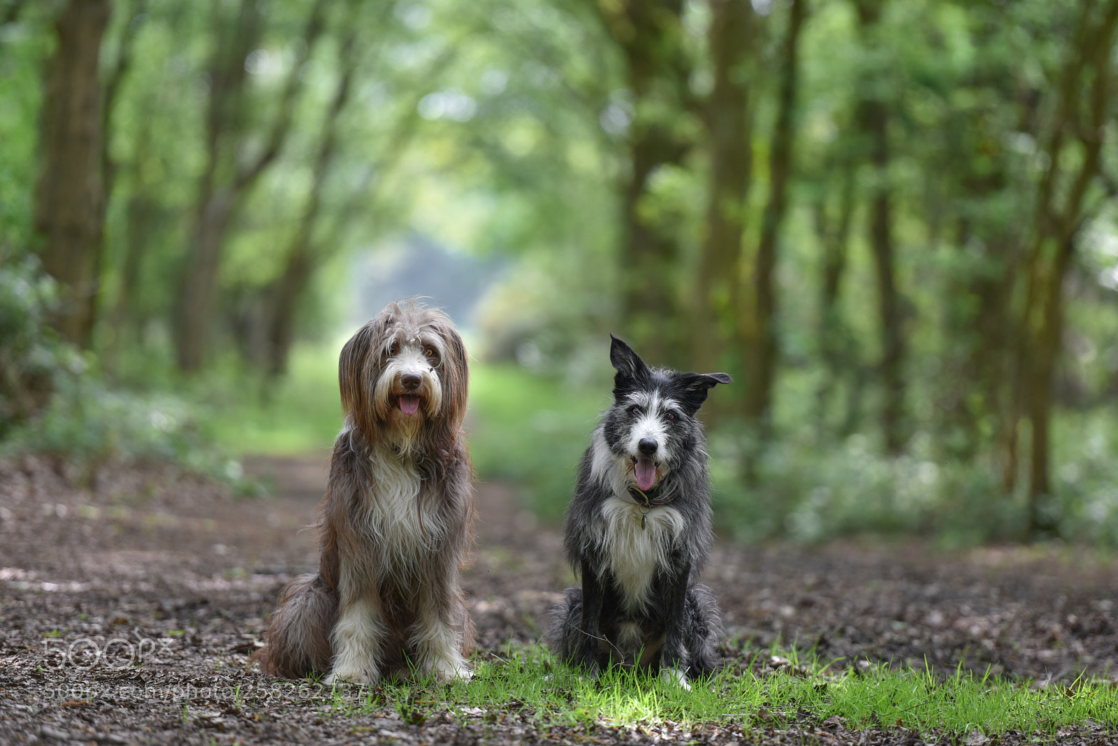 Nikon D810 sample photo. Pals pose in spring photography
