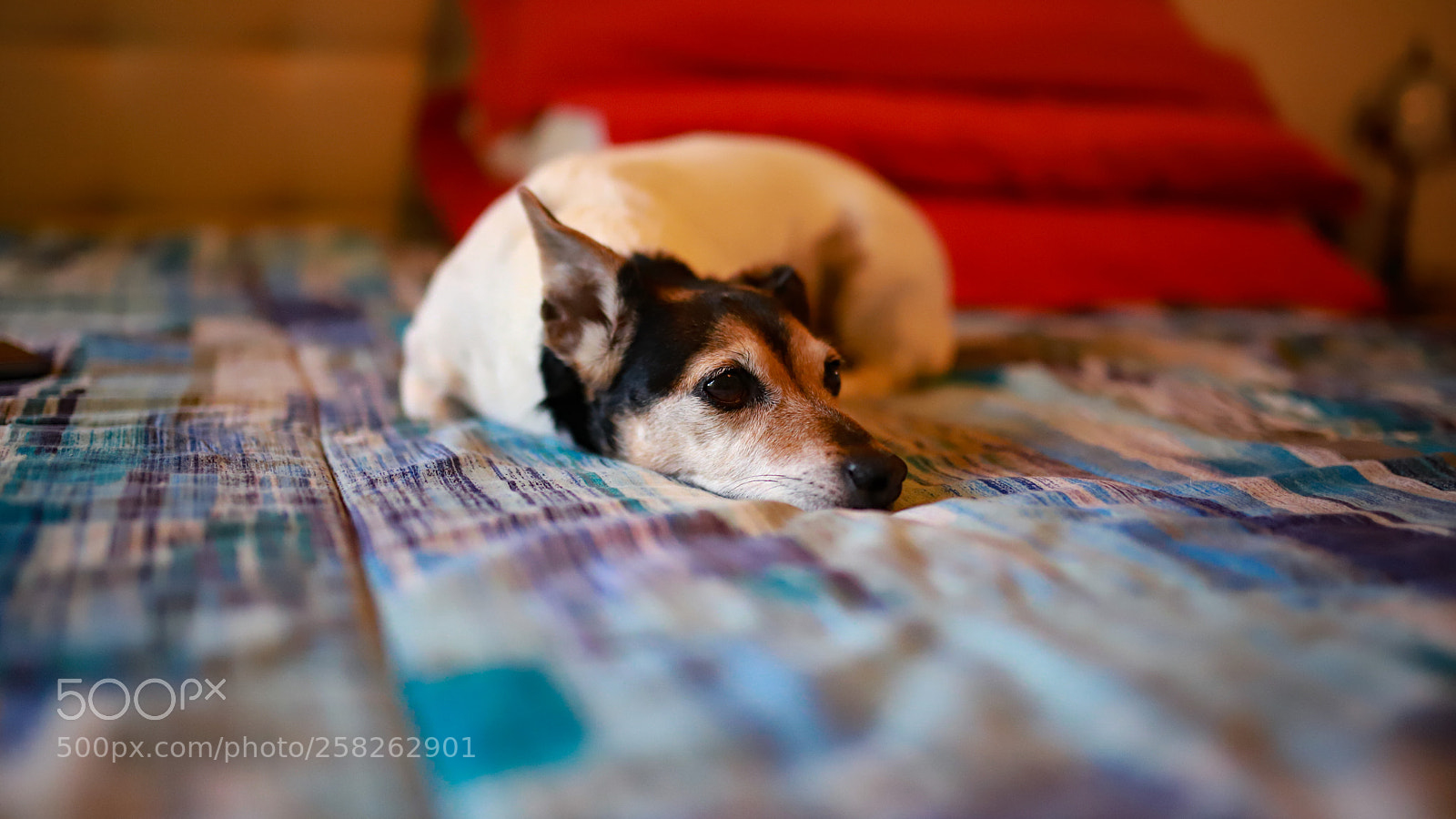 Canon EOS 6D Mark II sample photo. Holly watches photography