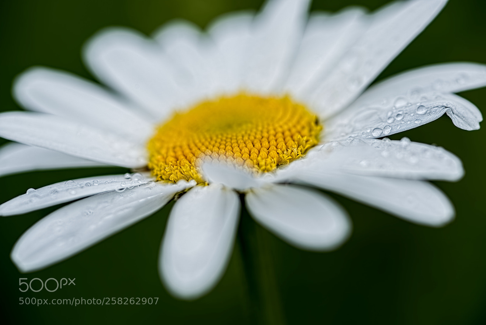 Nikon D810 sample photo. Rainy photography