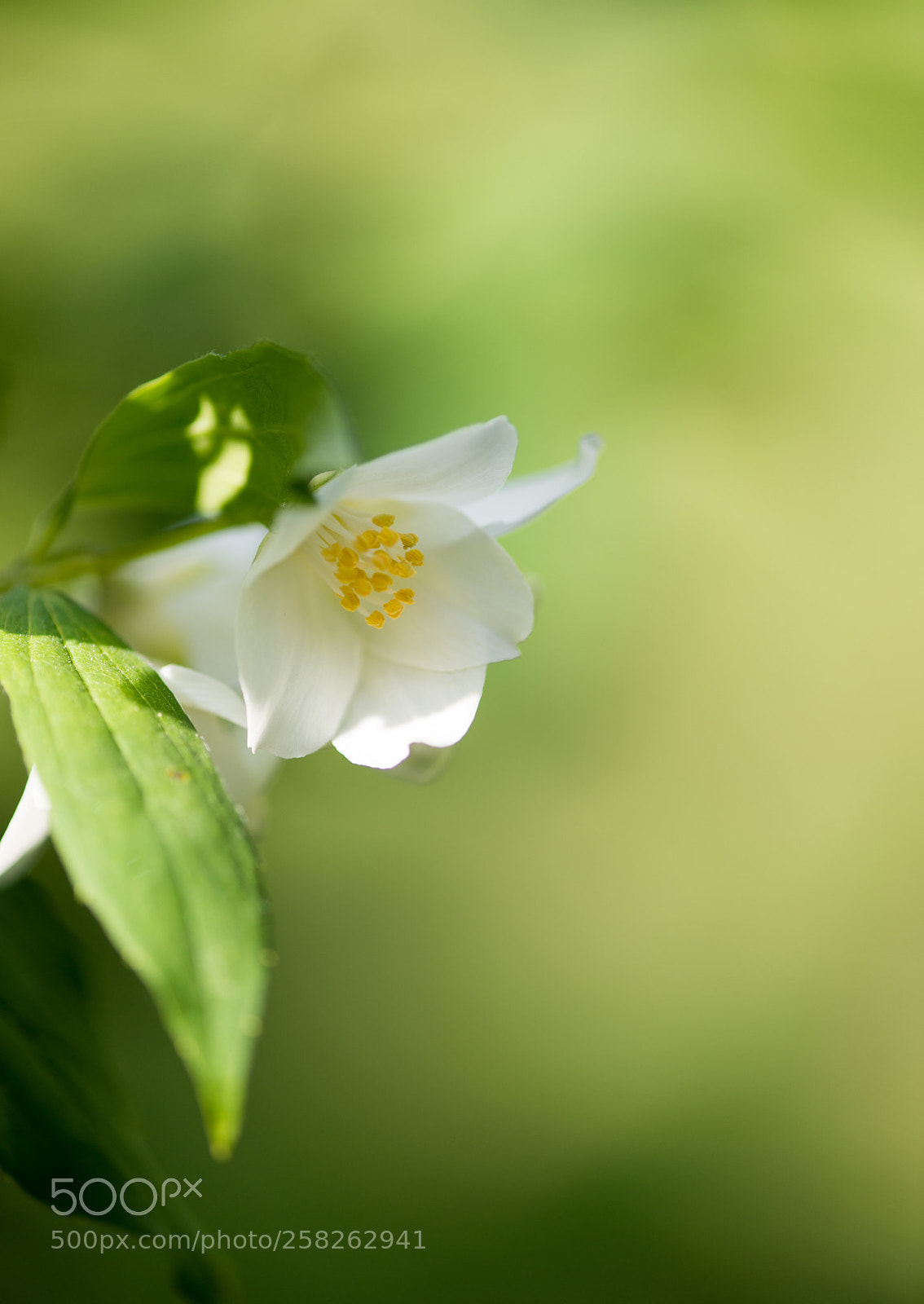 Nikon D800E sample photo. Jasmine flower photography