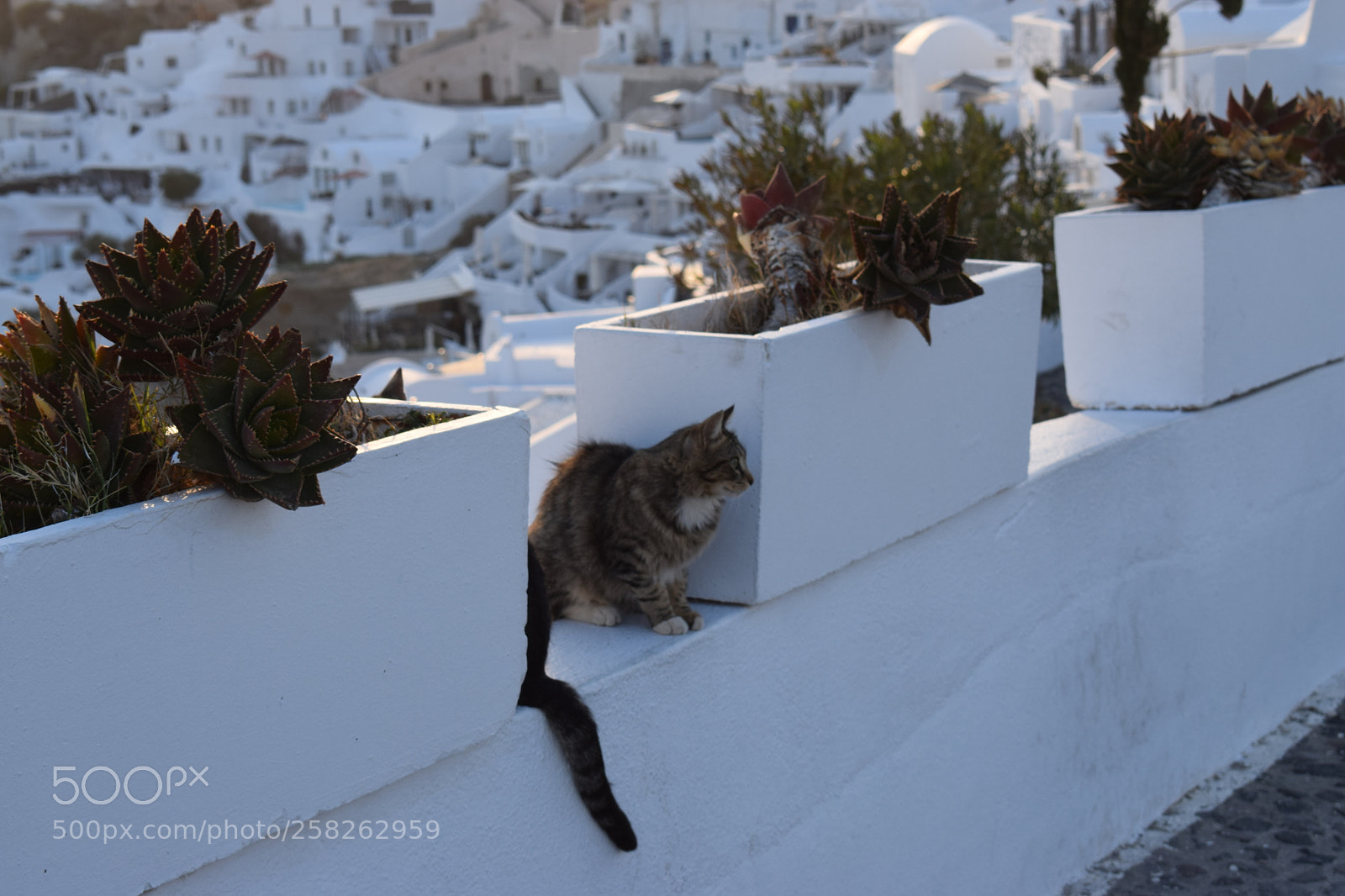 Nikon D5300 sample photo. Greek cat photography