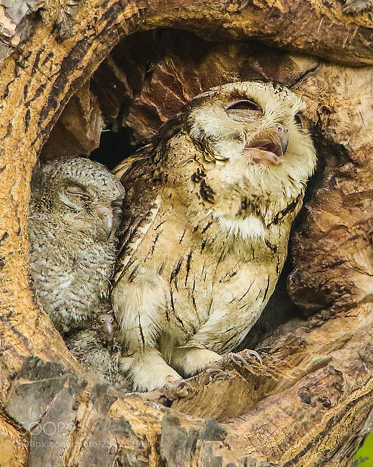 Canon EOS 7D Mark II sample photo. Indian scops-owl photography