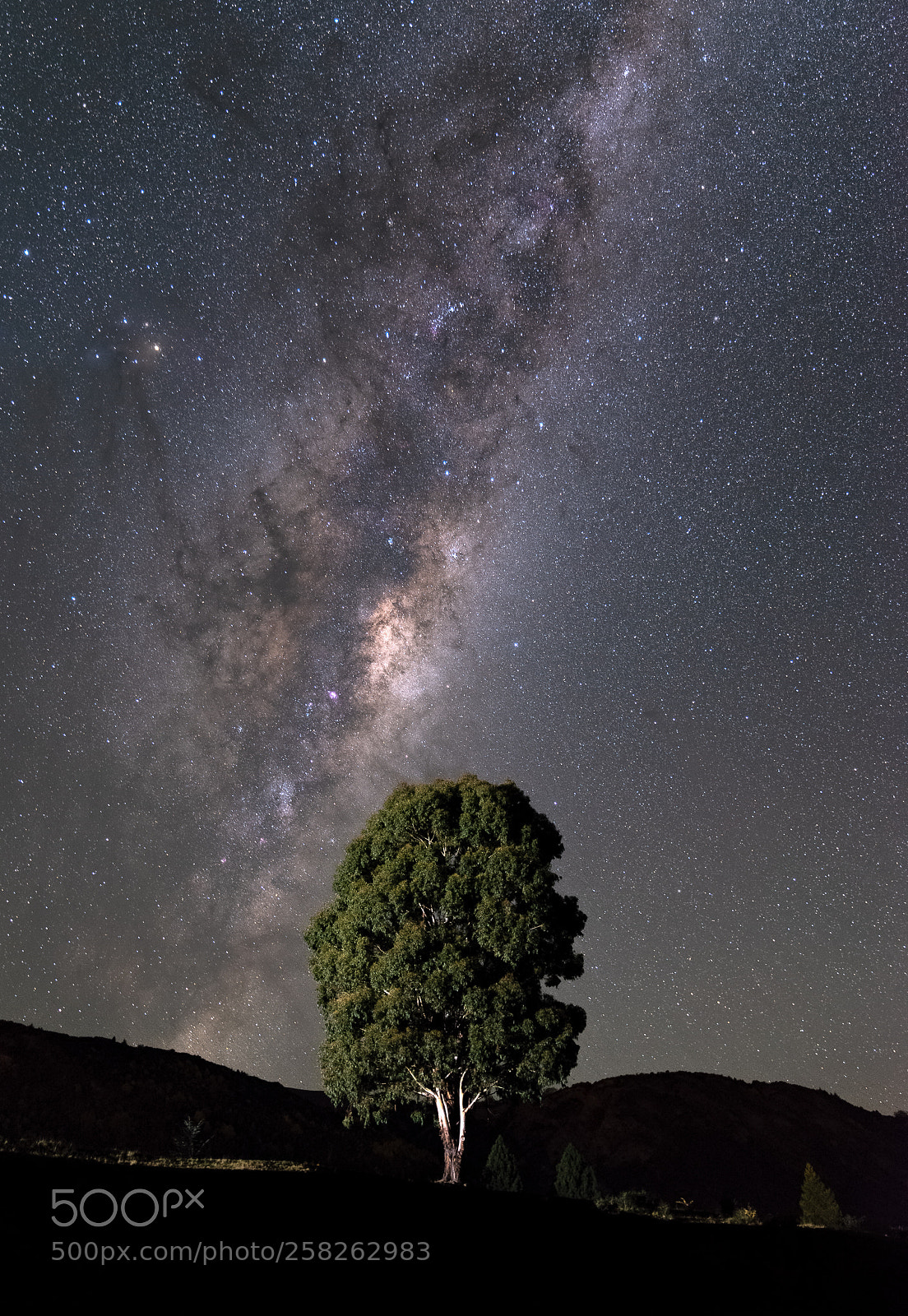 Nikon D610 sample photo. Arrowtown tree photography