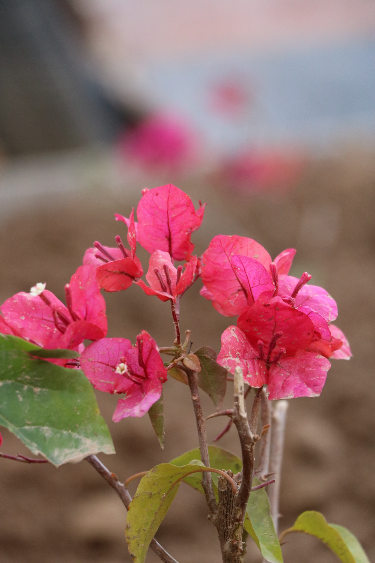 Canon EOS 750D (EOS Rebel T6i / EOS Kiss X8i) sample photo. Img photography
