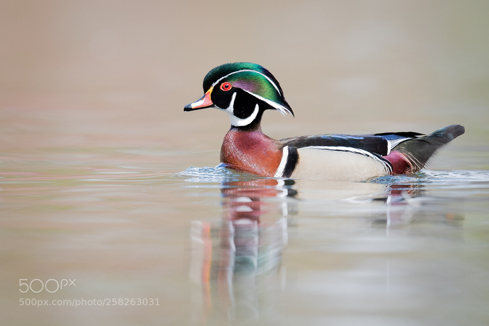 Nikon D850 sample photo. Wood duck photography