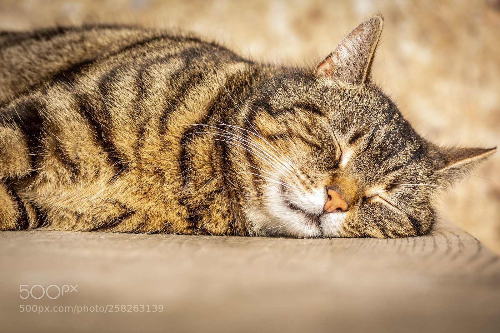Nikon D5200 sample photo. Sleeping cat photography