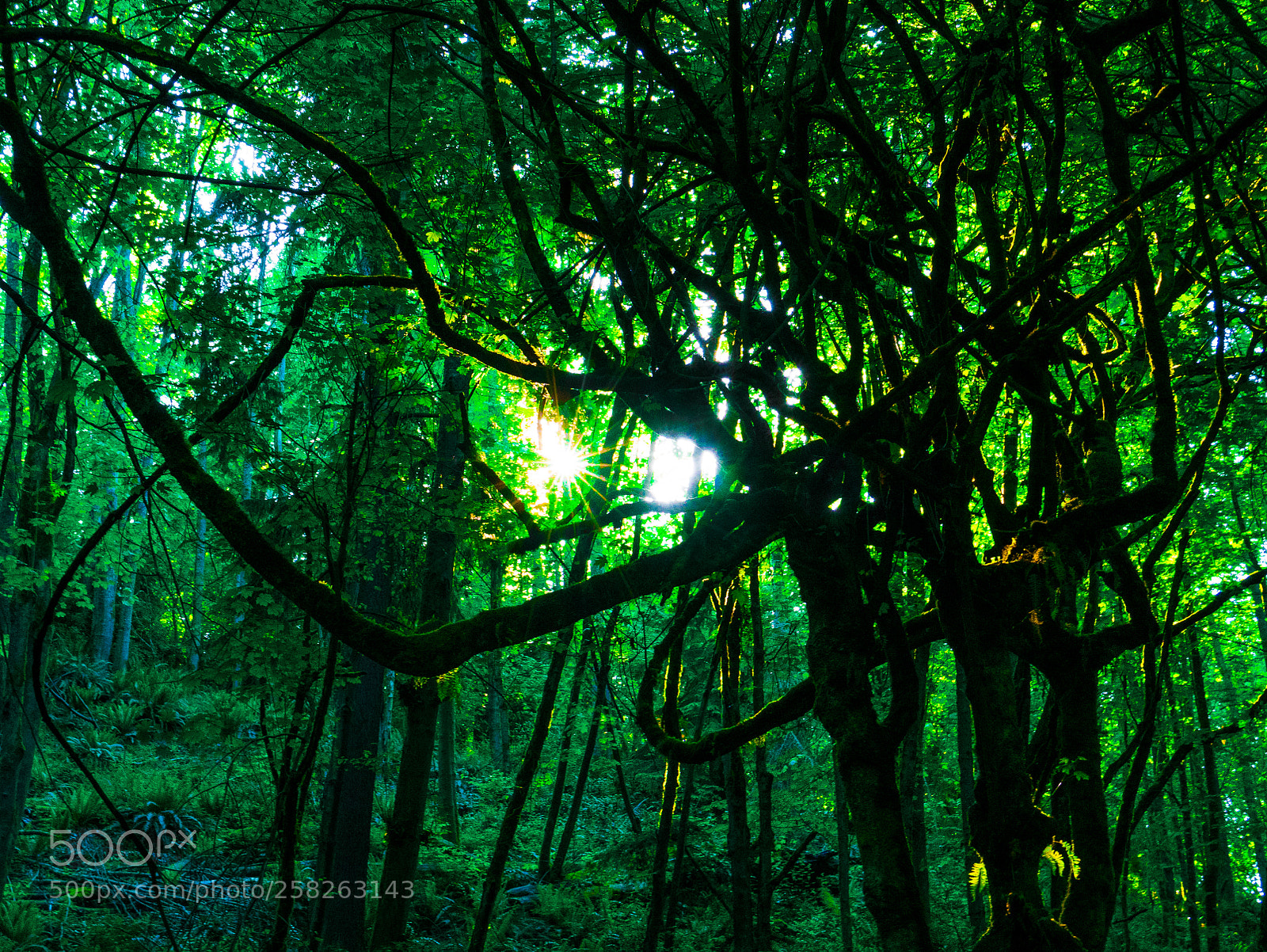 Panasonic Lumix DMC-LX100 sample photo. Thetreeshaveeyes photography