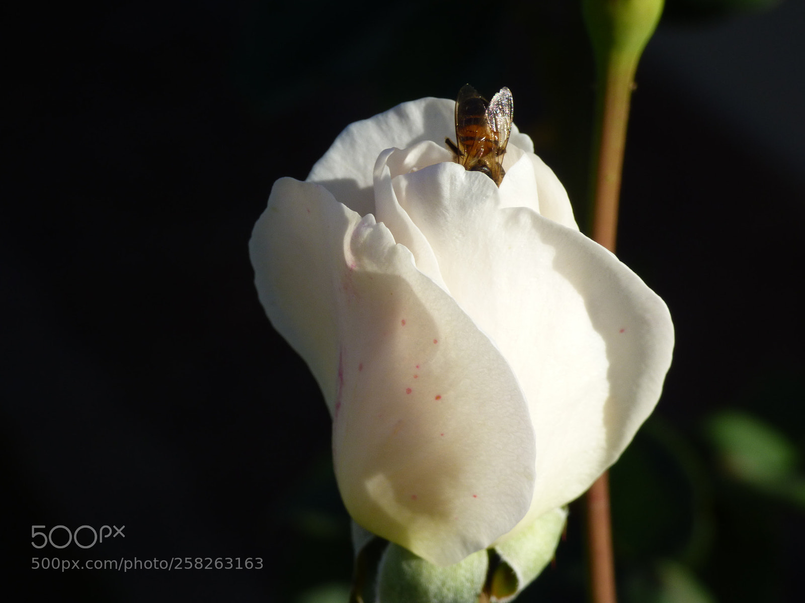 Panasonic Lumix DMC-FZ70 sample photo. Working on a rose photography