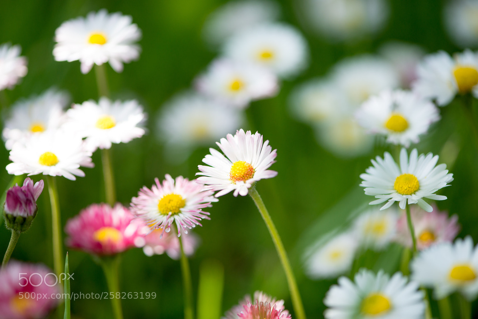 Nikon D800E sample photo. Daisy flowers photography