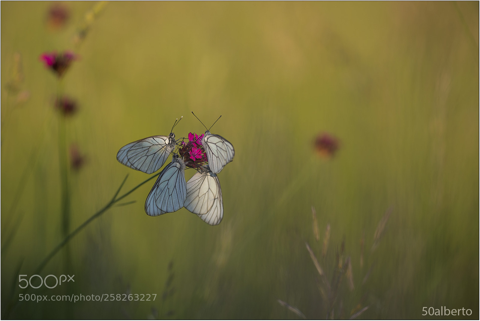 Nikon D610 sample photo. Aporie crataegi photography