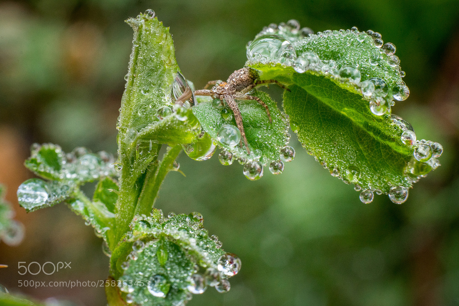 Sony a7 sample photo. Spider - че photography