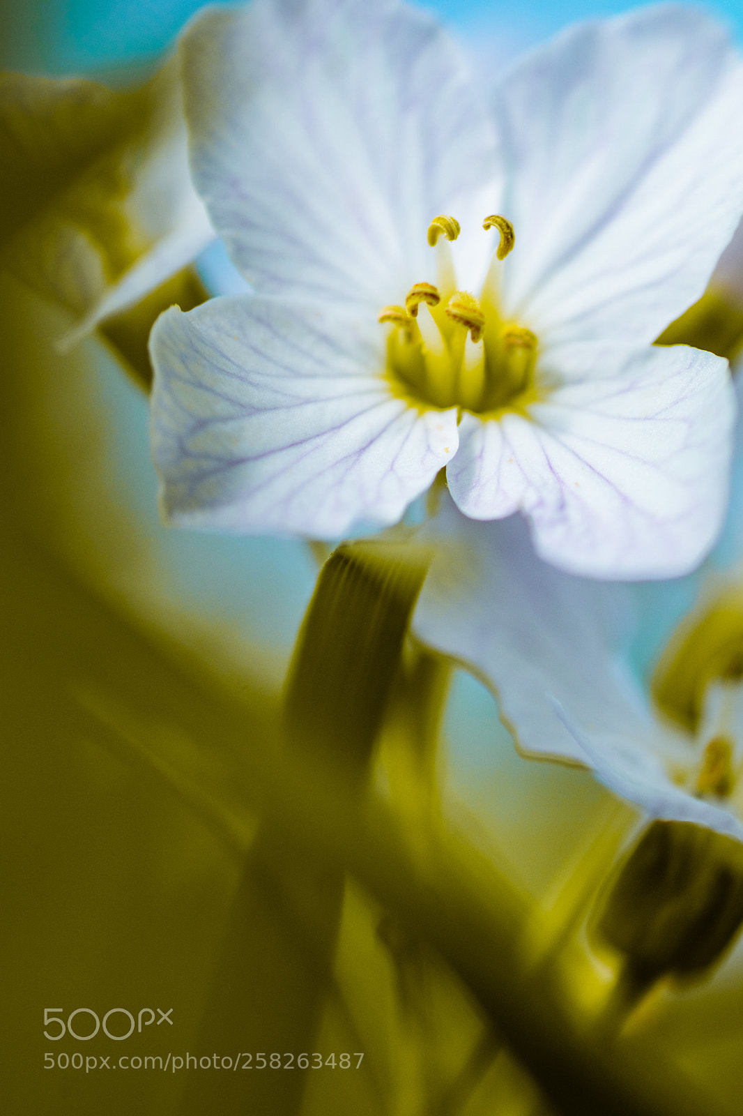 Canon EOS 80D sample photo. Blooming photography