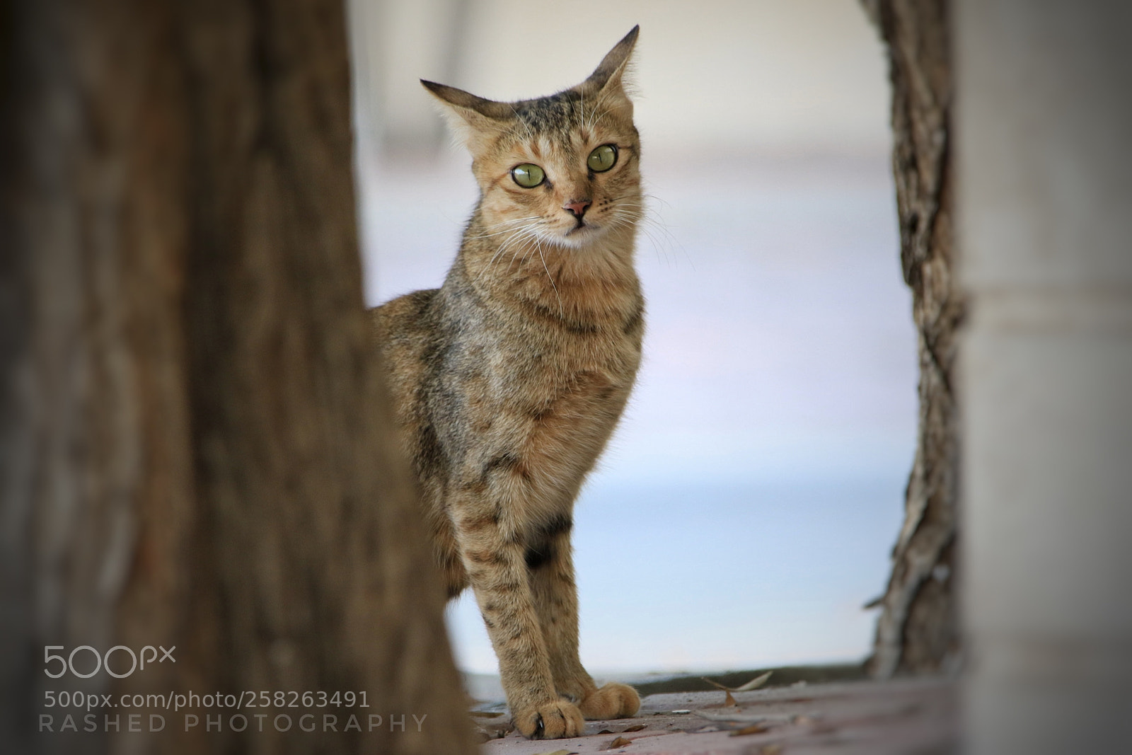 Canon EOS 7D Mark II sample photo. Untitled photography