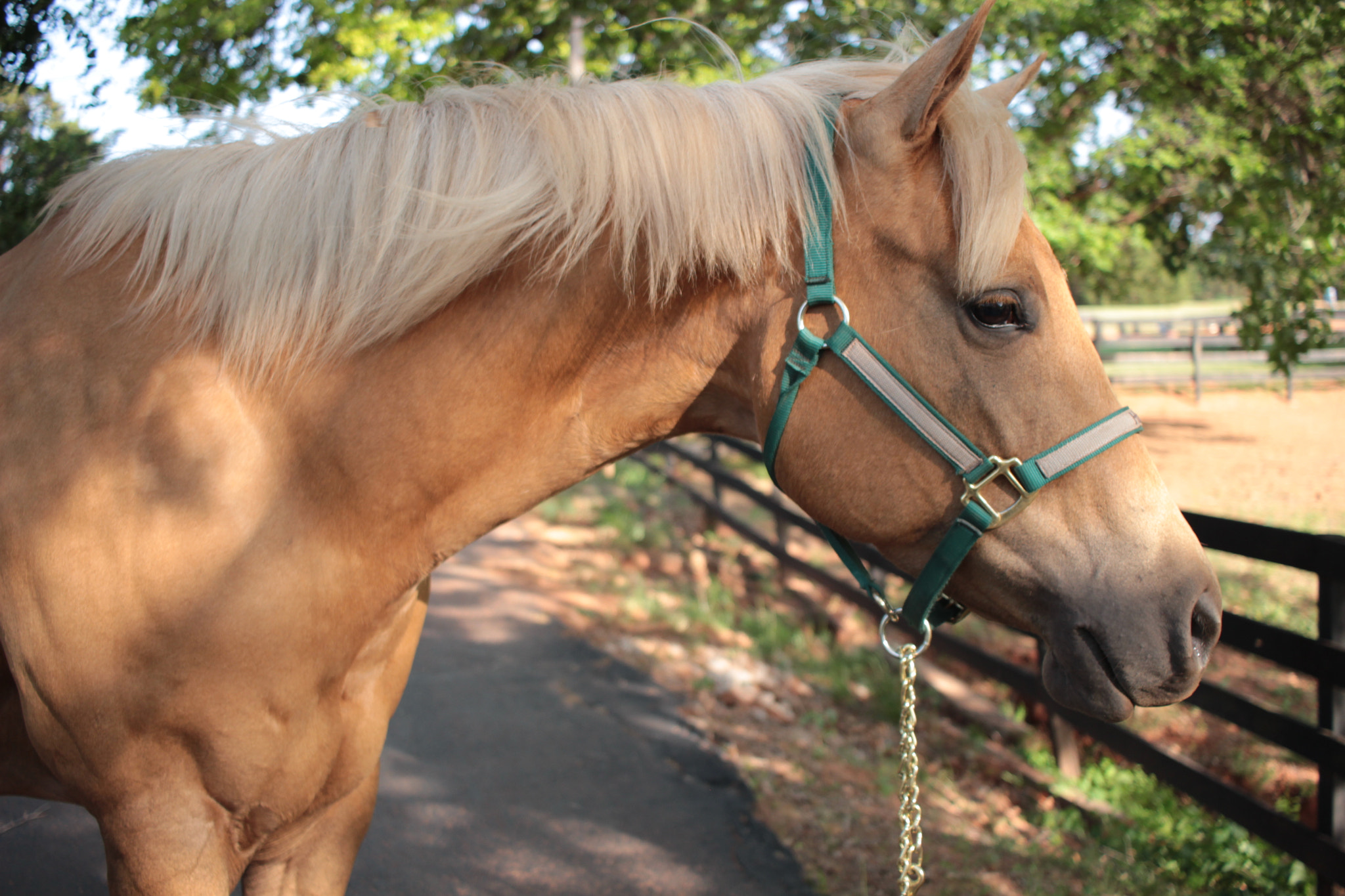 Canon EF-S 24mm F2.8 STM sample photo. Hazel photography