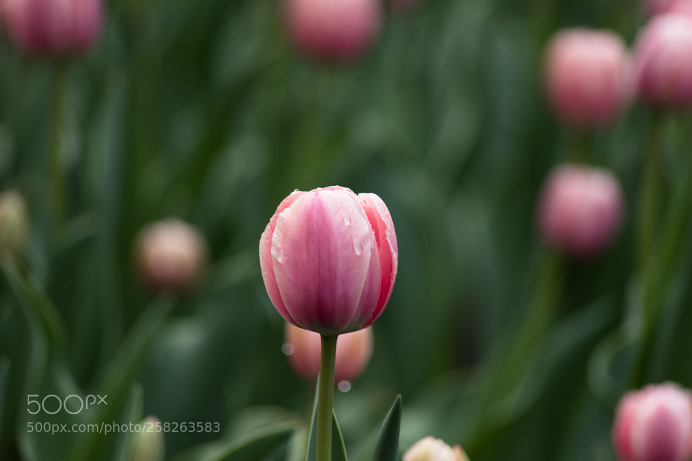 Nikon D750 sample photo. Tulips photography
