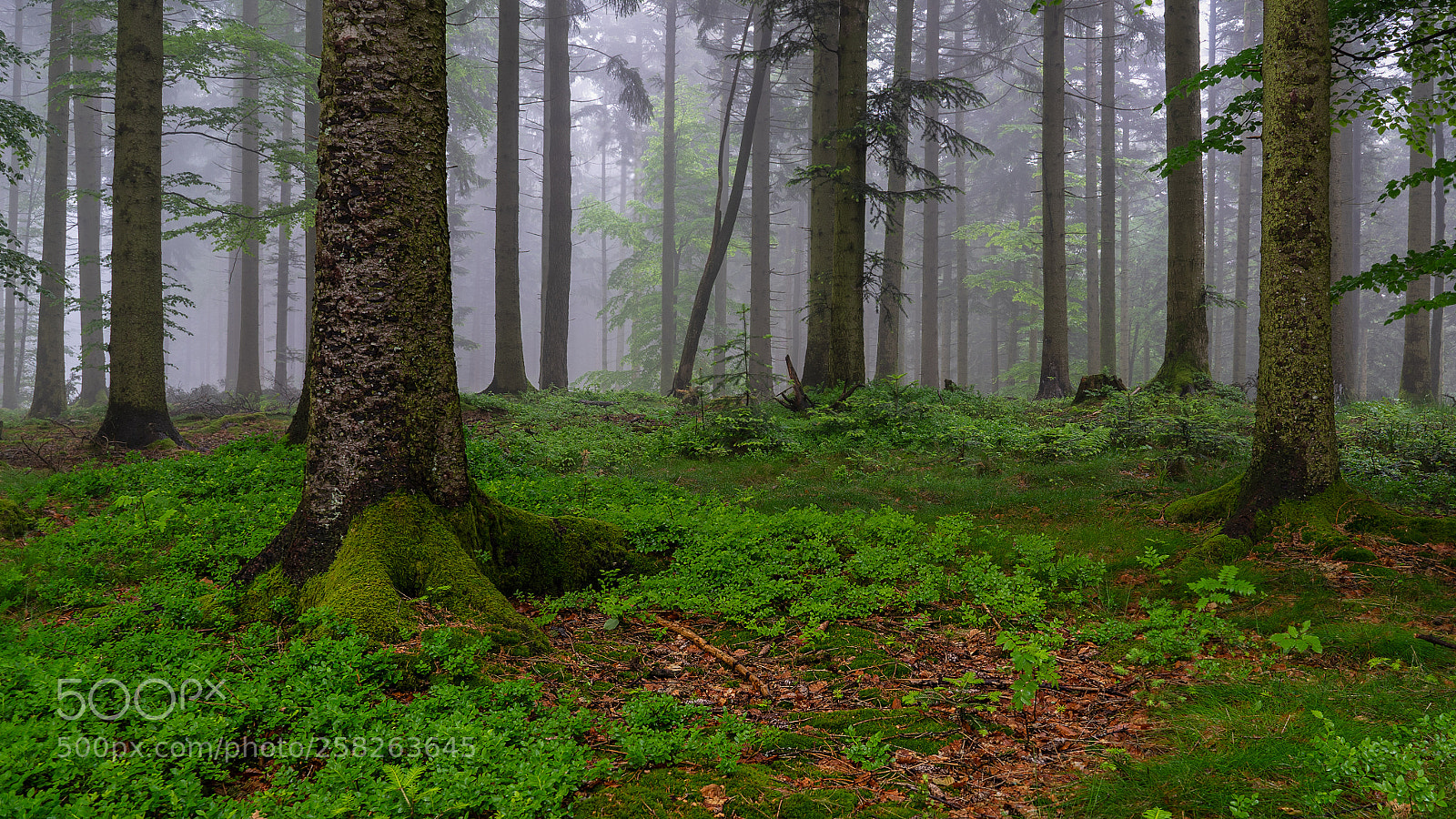 Sony a7 II sample photo. Nebelwald photography