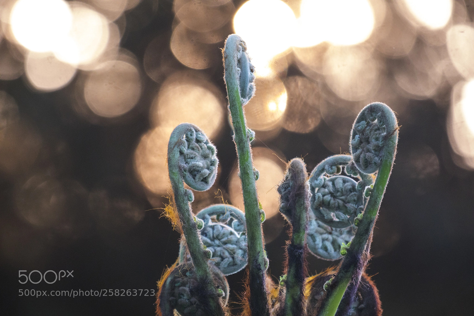 Canon EOS 5D Mark IV sample photo. Unwinding at dusk photography