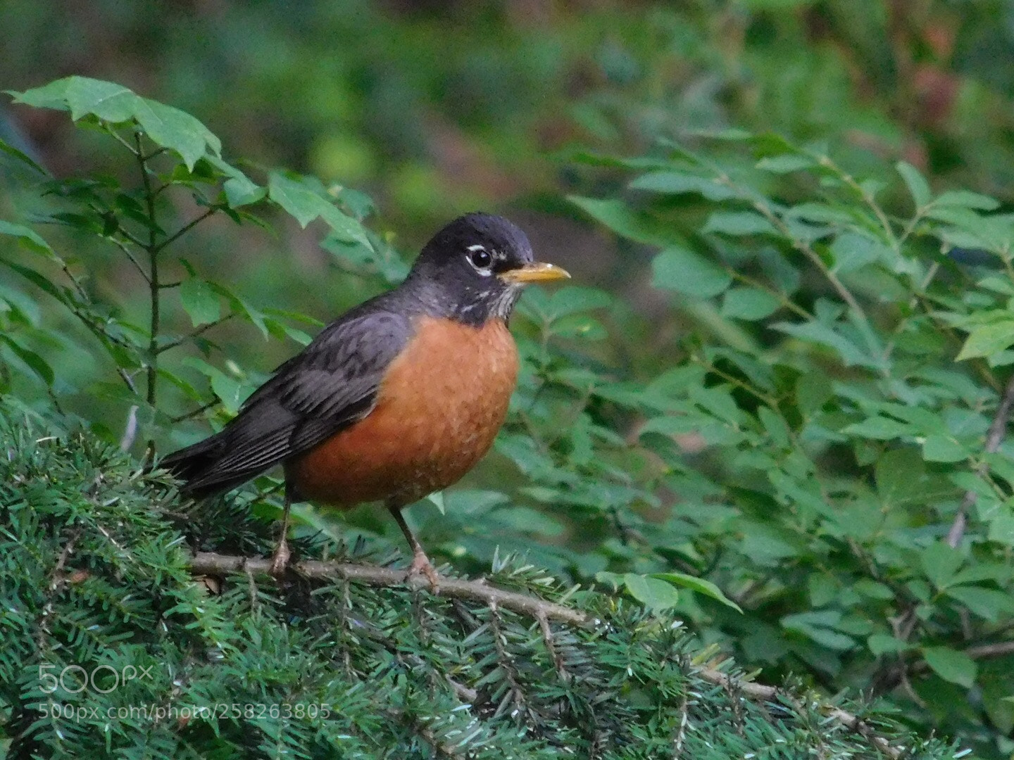 Nikon Coolpix L840 sample photo. American robin  photography