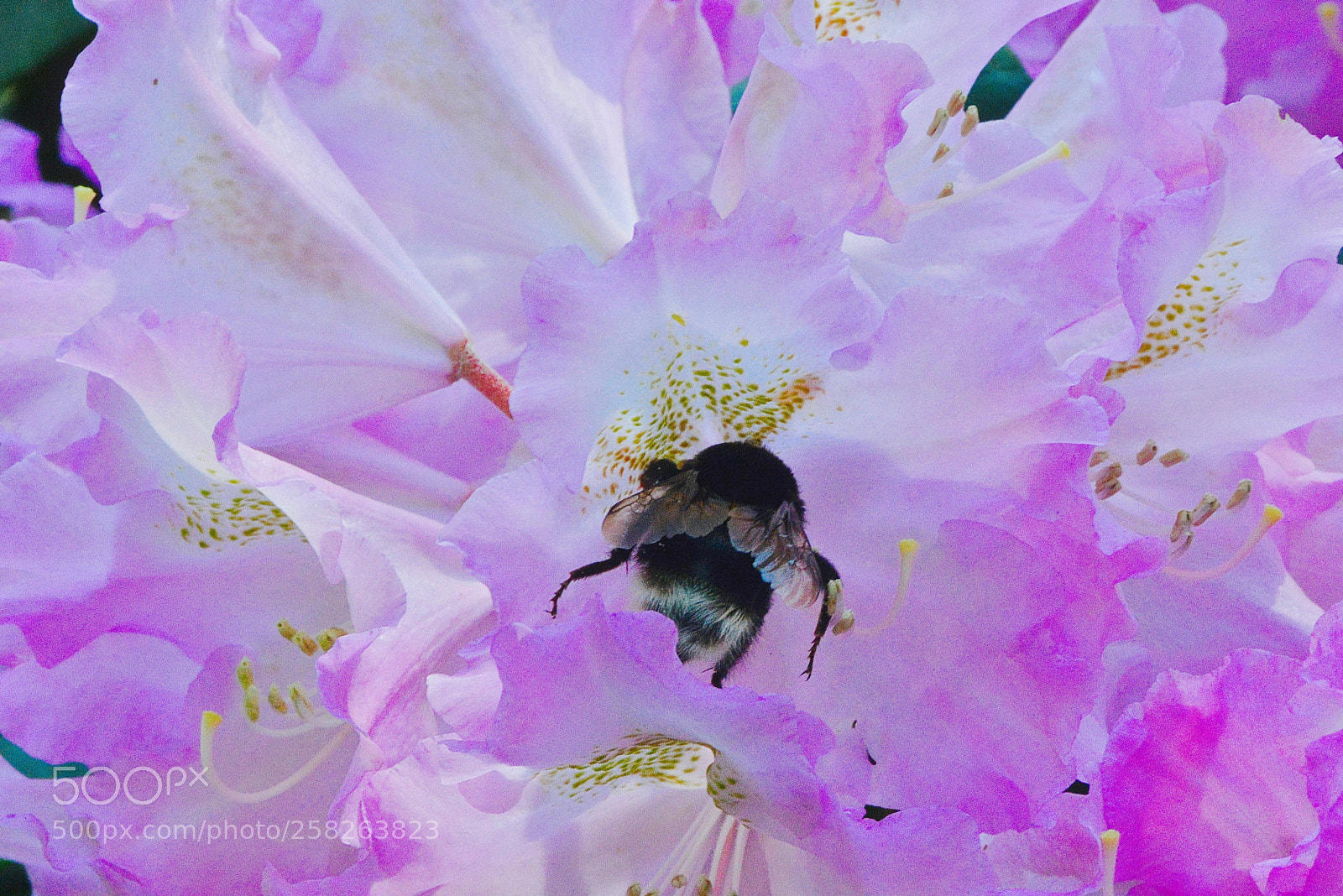 Nikon D800 sample photo. Bumble bee art photography
