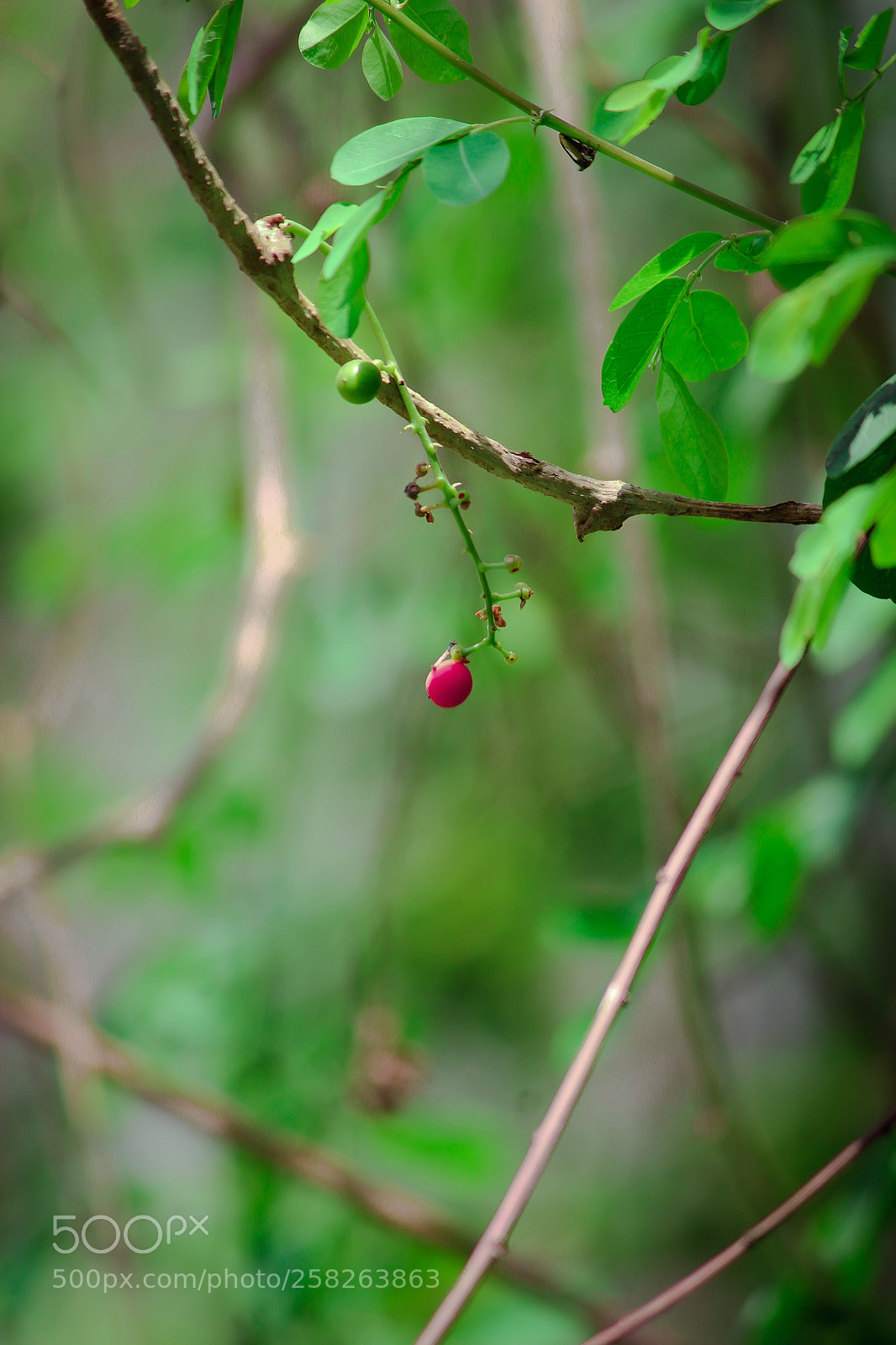 Canon EOS 1200D (EOS Rebel T5 / EOS Kiss X70 / EOS Hi) sample photo. Red charry photography