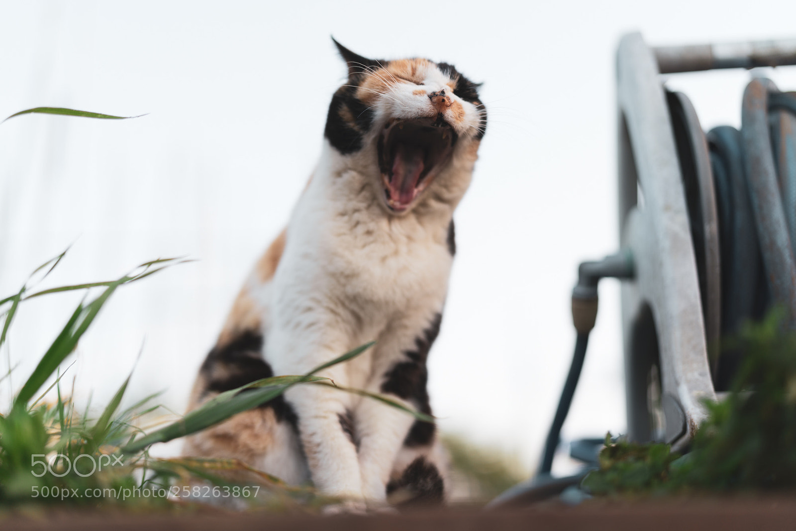 Sony a7R III sample photo. Cat photography