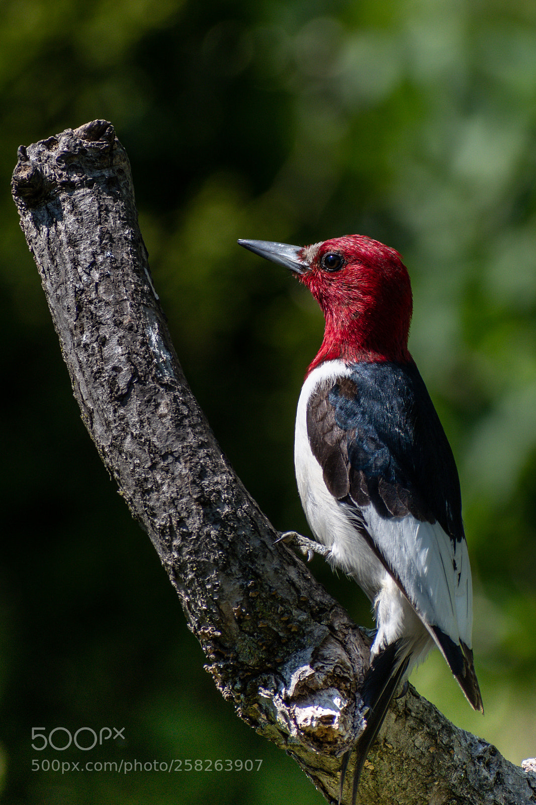 Nikon D500 sample photo. Red head photography