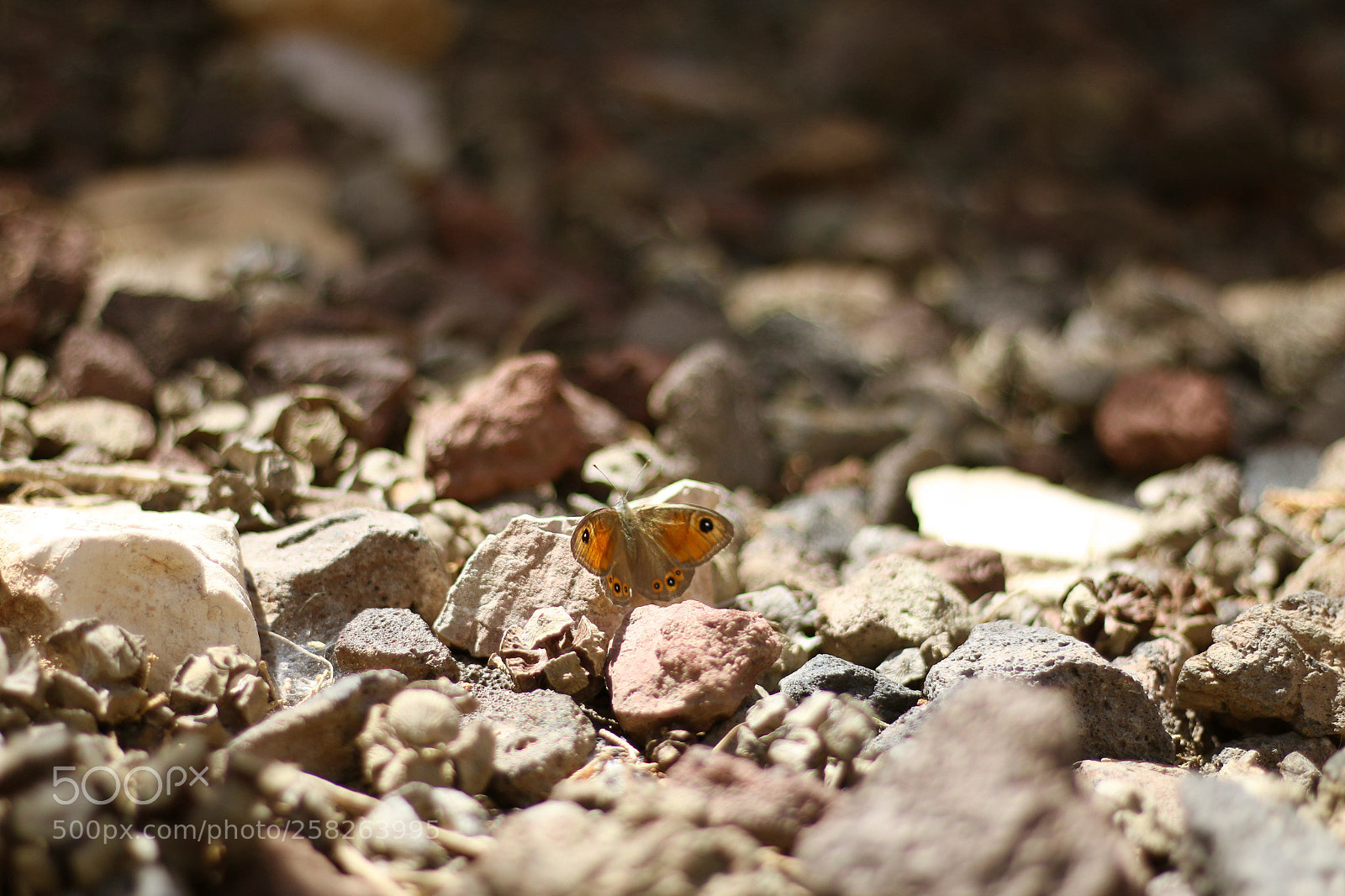 Canon EOS 70D sample photo. Untitled photography