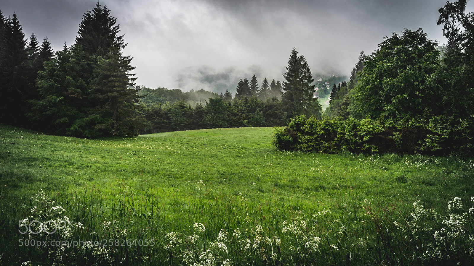 Sony a7 II sample photo. Sasbachwalden im nebel photography