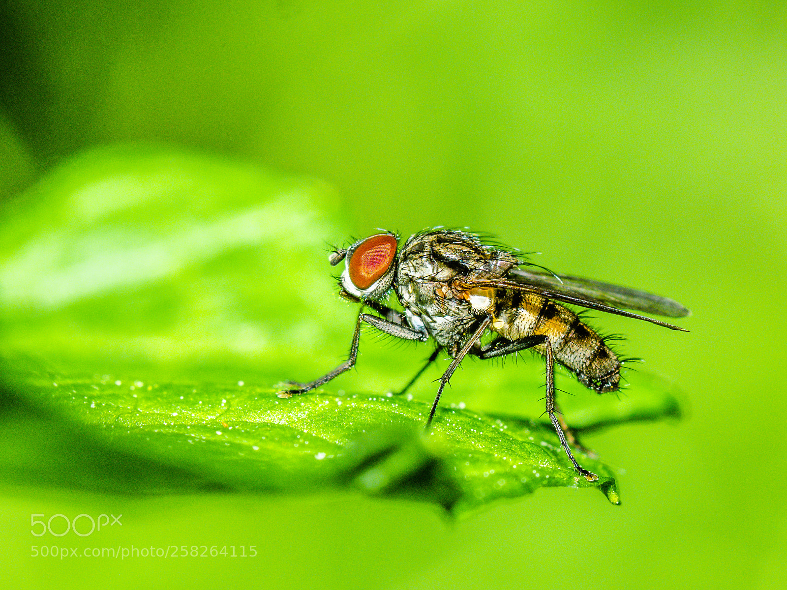 Olympus OM-D E-M1 sample photo. Small fly floating in photography