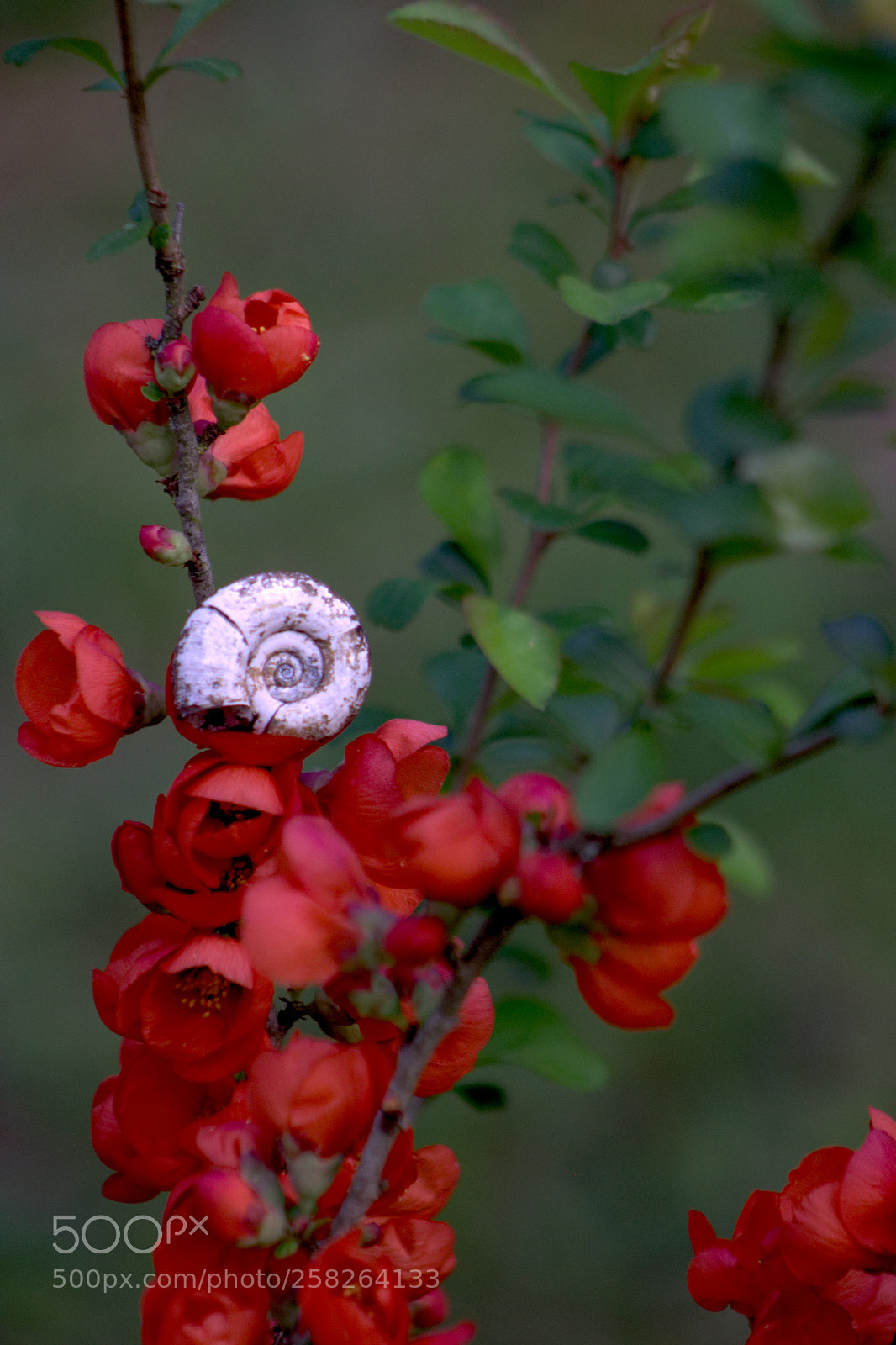 Canon EOS 600D (Rebel EOS T3i / EOS Kiss X5) sample photo. Quince flowers and small photography