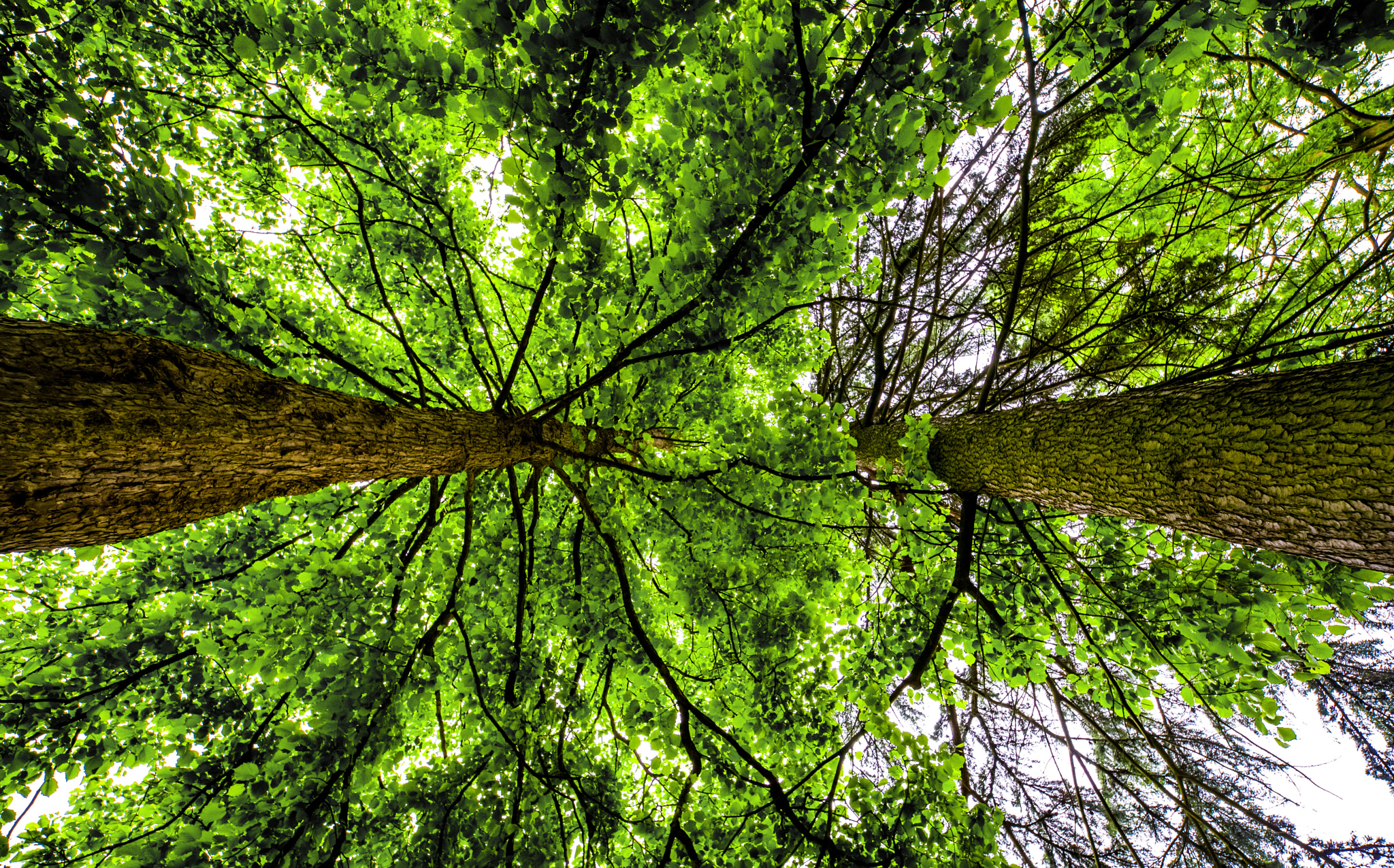 Pentax K-1 Mark II sample photo. Two trees photography