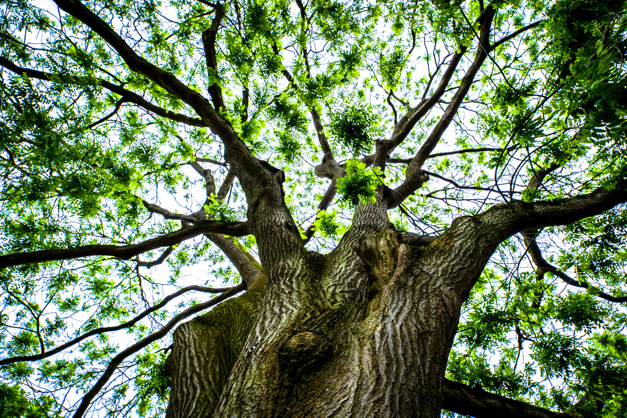 Pentax K-1 Mark II sample photo. Tree photography