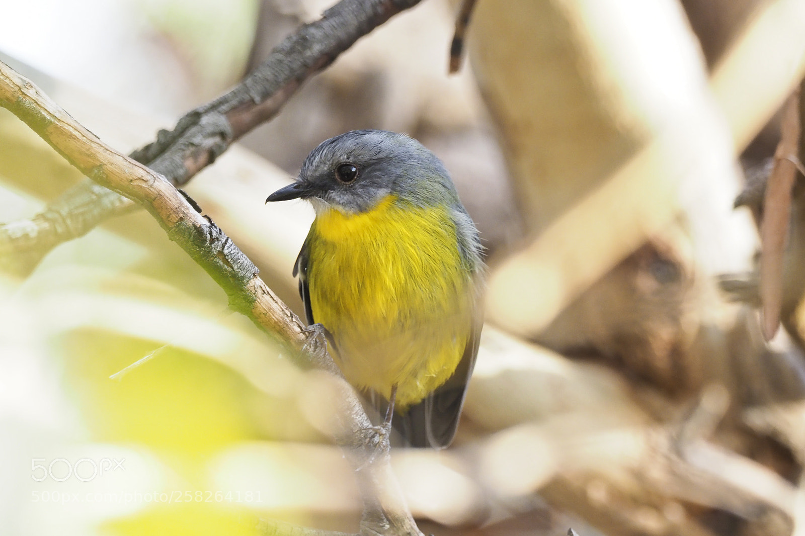 Olympus OM-D E-M1 Mark II sample photo. Mellow yellow photography