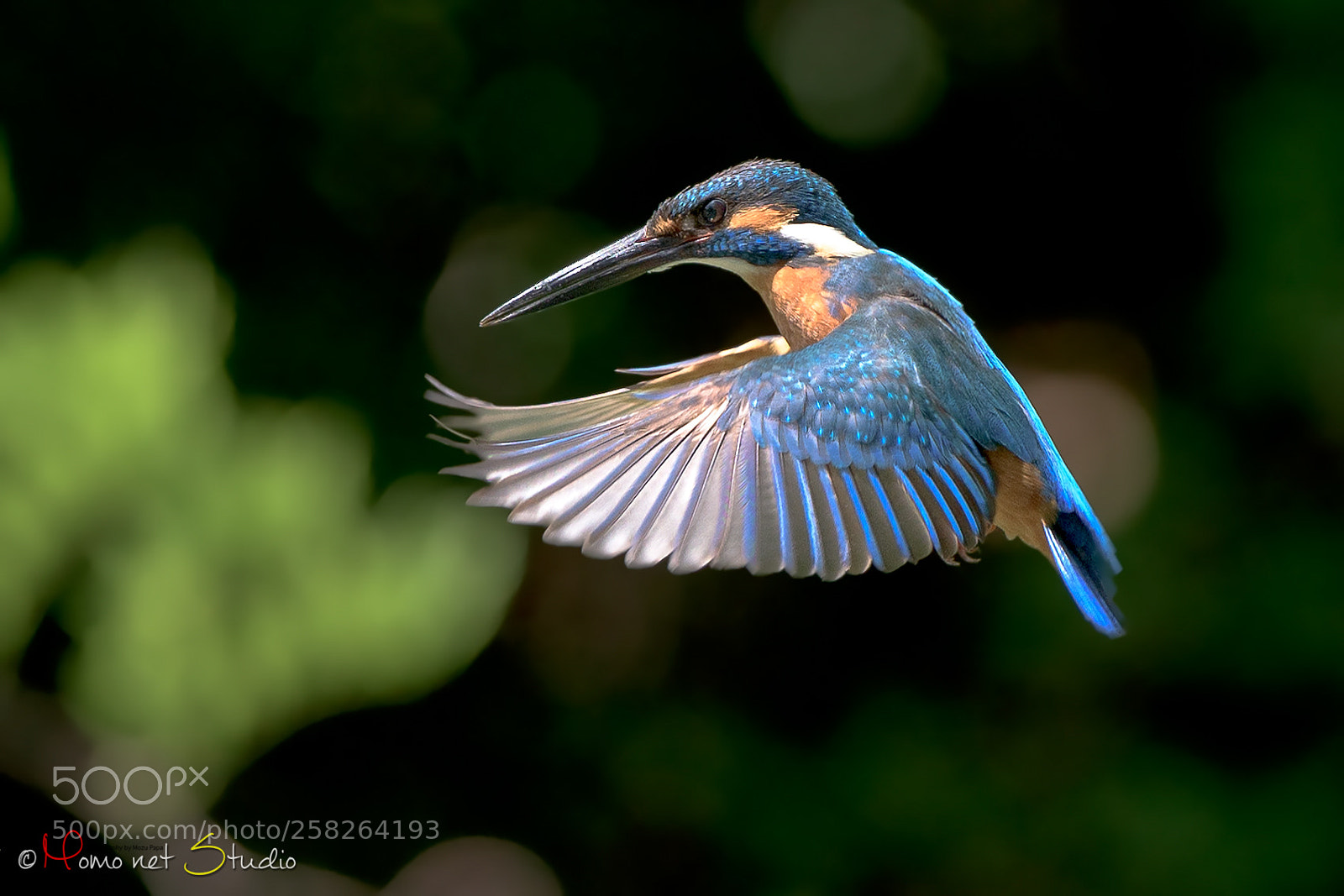 Nikon D500 sample photo. Hovering of the kingfisher photography