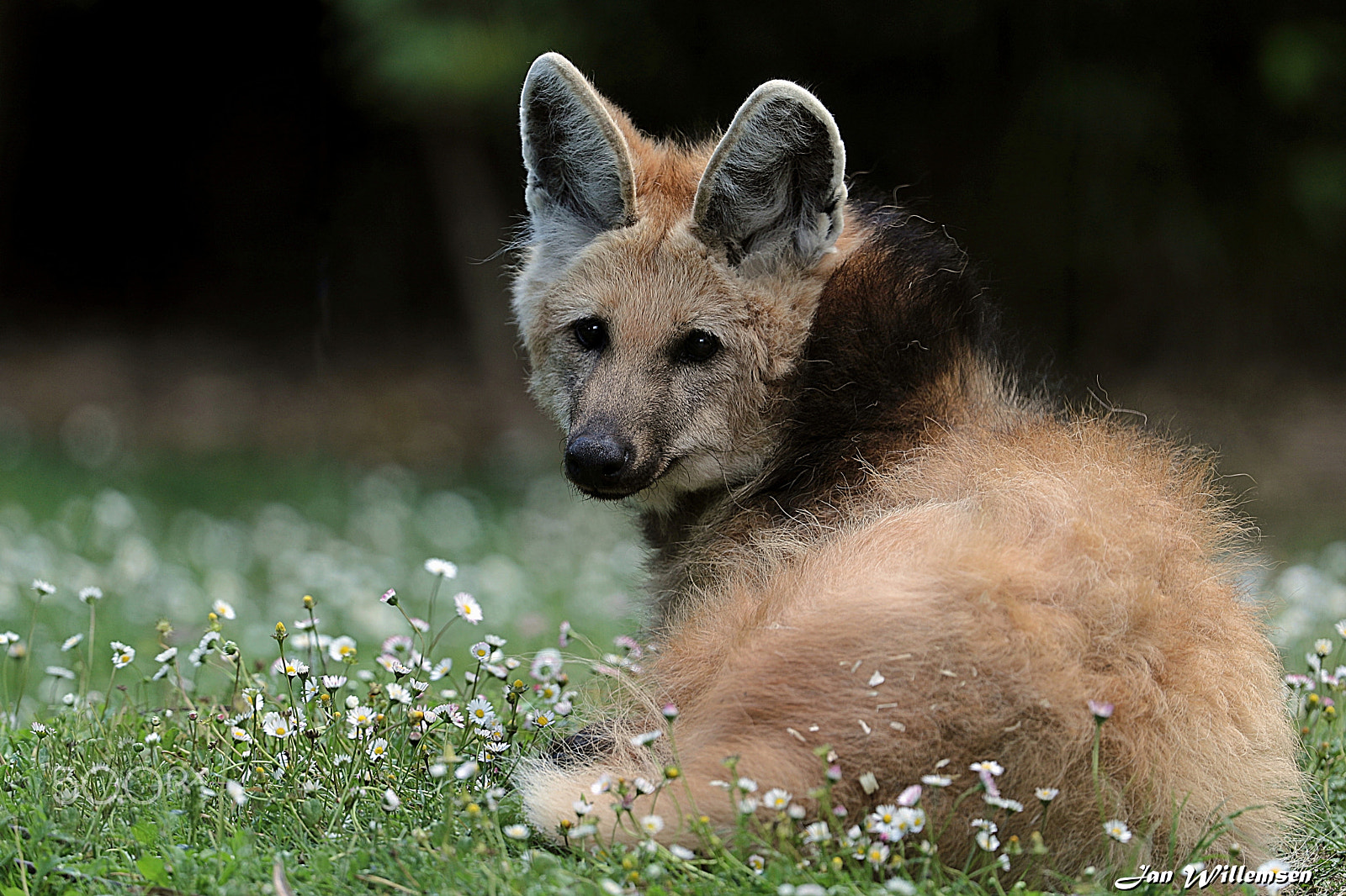 Canon EOS-1D X Mark II + Canon EF 300mm F2.8L IS II USM sample photo. Maned wolf photography