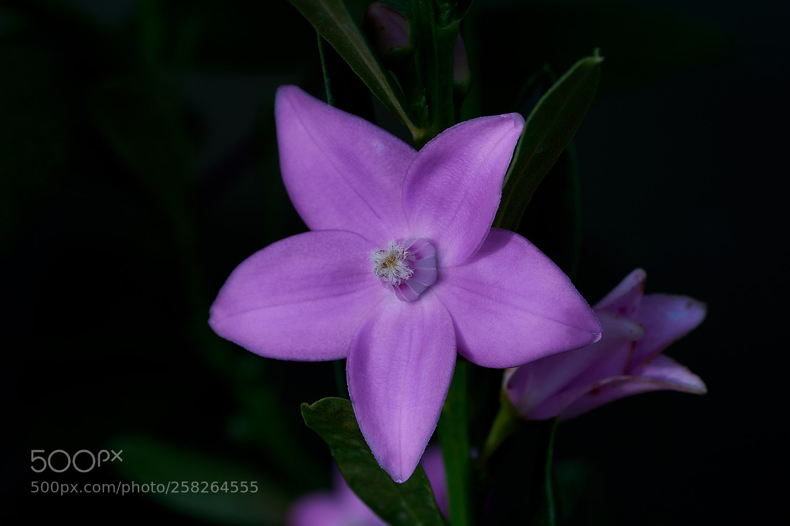 Sony a7 sample photo. Abg_180506_06 photography