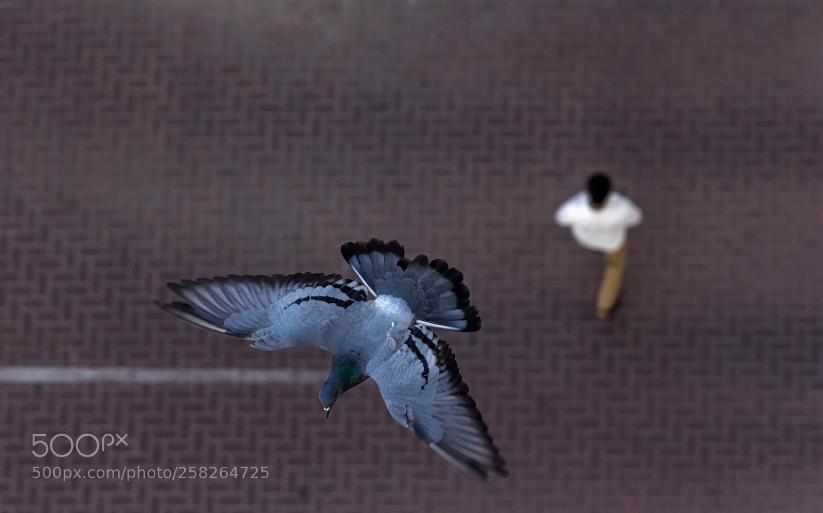 Nikon D7200 sample photo. Spread your wings. photography